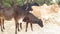 Cow Mother In A Forest Of India Standing With Her Baby Calf.