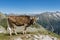 Cow Mountain Austria