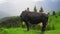 Cow mountain grass eating farm wild animal