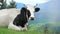 Cow mountain grass eating farm wild animal