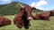 Cow In the mountain meadow, French Pyrenees, Bearn
