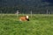 Cow on mountain meadows in the Austrian Alps