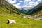 Cow on mountain pasture