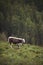 Cow on mountain pasture in the alps. brown cow on mountain. Beautiful alpine summer view with a cow.