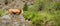 Cow on mountain pasture grazing the grass near mountain stream