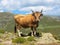 Cow on a mountain pasture in the island of Sardinia is standing on the edge of the rock