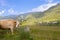 Cow in the mountains