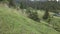 A cow in the mountains. Carpathians. Ukraine. Aerial.