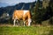 Cow in the mountains from lenngries brauneck