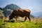 Cow in the mountains from lenngries brauneck