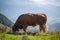 Cow in the mountains from lenngries brauneck