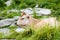 Cow on mountains pasture