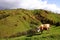 Cow in mountains pasture, Magura Village