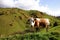 Cow in mountains pasture, Magura Village