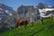 Cow in mountains in Switzerland during spring