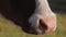 Cow muzzle grazing on the pasture, Close up