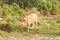 Cow in natural field, animals in freedom, environment