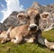 Cow near Monte Pelmo, Dolomites, Italy