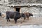 Cow in Nepal village, Landscape in Annapurna circuit,trekking in