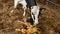 Cow and newborn black and white calf lying in straw inside barn