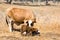 Cow with newborn Calf