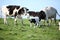 Cow with newborn calf. farm.