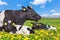 Cow with newborn calves lying in meadow with dandelions