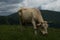 Cow at the Nock Alp, Austria