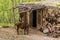 Cow in Nofin village in Fann mountains, Tajikist