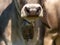 Cow nose close-up. Livestock with cowbell