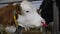 Cow with a nose ring. Close-up of a cow behind the gate at the farm. Cow on a winter farm, close-up of the muzzle.