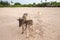 Cow nursing calf on Nilaveli beach in Trincomalee Sri Lanka