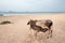 Cow nursing calf on Nilaveli beach in Trincomalee Sri Lanka