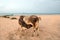 Cow nursing calf on Nilaveli beach in Trincomalee Sri Lanka