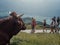 Cow Observing Hikers In The Austrian Mountains 