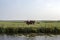 Cow on the other side of the river, stands on the shore, looks at the water, in a green pasture.