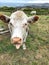 Cow in paddock with tongue poking out