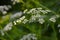 Cow Parsley Anthriscus sylvestris - white summer field flower