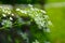 Cow Parsley Anthriscus sylvestris - white summer field flower