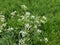 Cow Parsley - Anthriscus syvestris