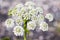 Cow parsley flower