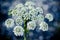 Cow parsley flower