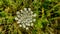 Cow parsley flower Anthriscus sylvestris with a Bumblebee pollenating