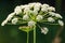 Cow parsley flower with a Bumblebee