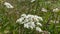 Cow parsley with small insects