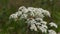 Cow parsley with small insects