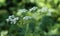 cow parsley or wild chervil (Anthriscus sylvestris), blooming during spring