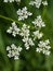 Cow Parsley or Wild Chervil, Anthriscus sylvestris, flower clusters macro, selective focus, shallow DOF