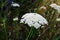 Cow parsley, or wild chervil - umbel cluster of delicate small white flowers