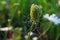 Cow parsley, wild chervil, wild beaked parsley, keck